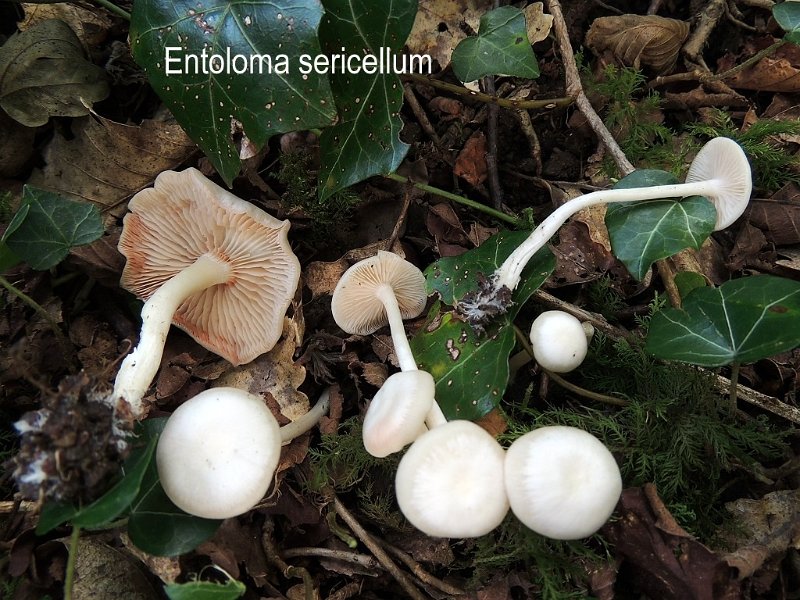 Entoloma sericellum-amf764-1.jpg - Entoloma sericellum ; Syn1: Rhodophyllus sericellus ; Syn2: Eccilia carneoalbus ; Non français: Entolome blanc soyeux